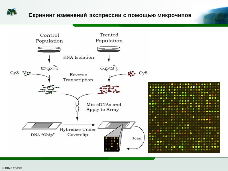 Скрининг изменений экспрессии с помощью микрочипов